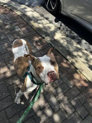 Shelter Stray Male Dog last seen , , GA, 3280 Chamblee Dunwoody Rd, Chamblee, GA 30341, USA