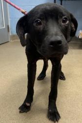 Shelter Stray Male Dog last seen Near River Road, 30294, GA, 3280 Chamblee Dunwoody Rd, Chamblee, GA 30341, USA