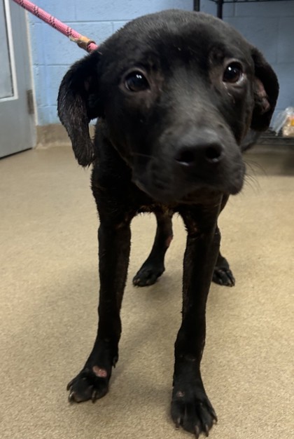 Shelter Stray Male Dog last seen Near River Road, 30294, GA, 3280 Chamblee Dunwoody Rd, Chamblee, GA 30341, USA