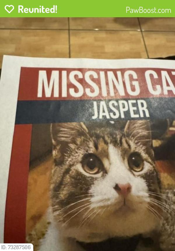 Reunited Male Cat last seen NW 32nd Place, Cape Coral, FL 33993
