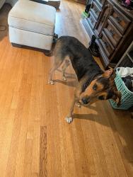 Reunited Male Dog last seen Churchill way, The Village, OK 73120