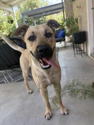 Reunited Male Dog last seen Prescott and Standiford, Modesto, CA 95350