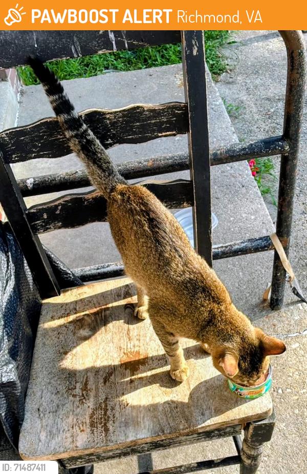 Found/Stray Male Cat last seen 23rd and Selden St, Richmond, VA 23223