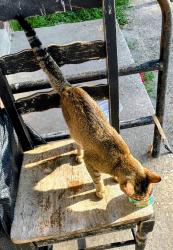 Found/Stray Male Cat last seen 23rd and Selden St, Richmond, VA 23223