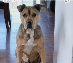 Reunited Male Dog last seen Constellation, Lompoc, CA 93436