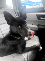 Reunited Unknown Dog last seen lower greenville, Dallas, TX 75206