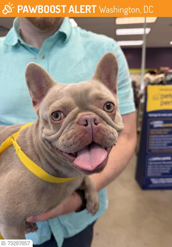 Found/Stray Female Dog last seen V st, Washington, DC 20002