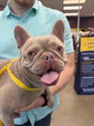 Found/Stray Female Dog last seen V st, Washington, DC 20002