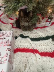 Reunited Female Cat last seen Brass castle road, belvidere, Belvidere, NJ 07823