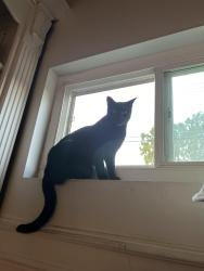 Lost Male Cat last seen Euclid and Oranagethorpe, Fullerton, CA 92832