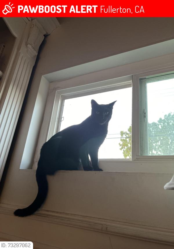 Lost Male Cat last seen Euclid and Oranagethorpe, Fullerton, CA 92832
