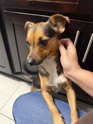 Found/Stray Male Dog last seen Ives Dairy, North Miami Beach, FL 33179