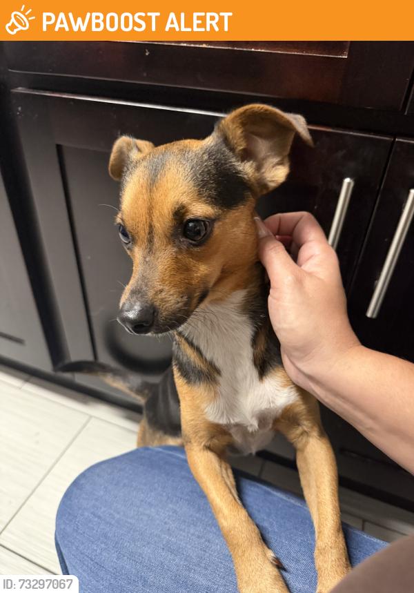 Found/Stray Male Dog last seen Ives Dairy, North Miami Beach, FL 33179