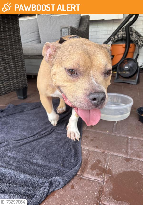 Found/Stray Male Dog last seen rich road and slater, North Fort Myers, FL 33917