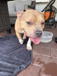 Found/Stray Male Dog last seen rich road and slater, North Fort Myers, FL 33917