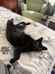 Reunited Female Cat last seen S 47th st and Spruce, Philadelphia, PA, Philadelphia, PA 19139