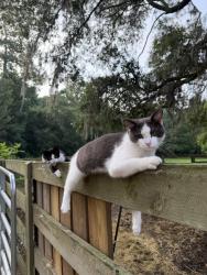 Lost Male Cat last seen Solomon road, Jacksonville, FL 32234