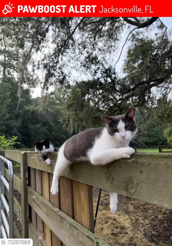 Lost Male Cat last seen Solomon road, Jacksonville, FL 32234