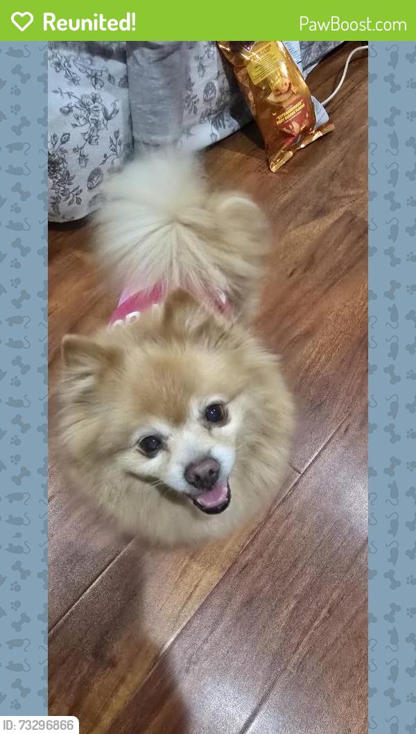 Reunited Female Dog last seen Tram cream coffee, San Jose, CA 95112