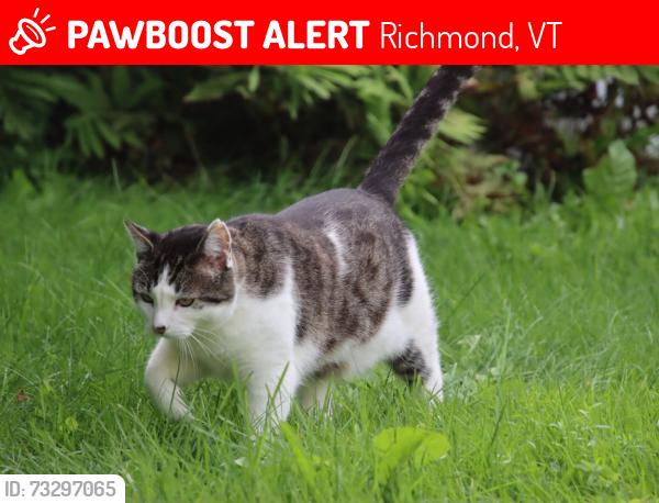 Lost Male Cat last seen Riverview Commons Mobile Home Park, Richmond, VT 05477