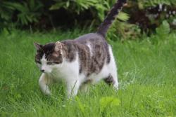 Lost Male Cat last seen Riverview Commons Mobile Home Park, Richmond, VT 05477