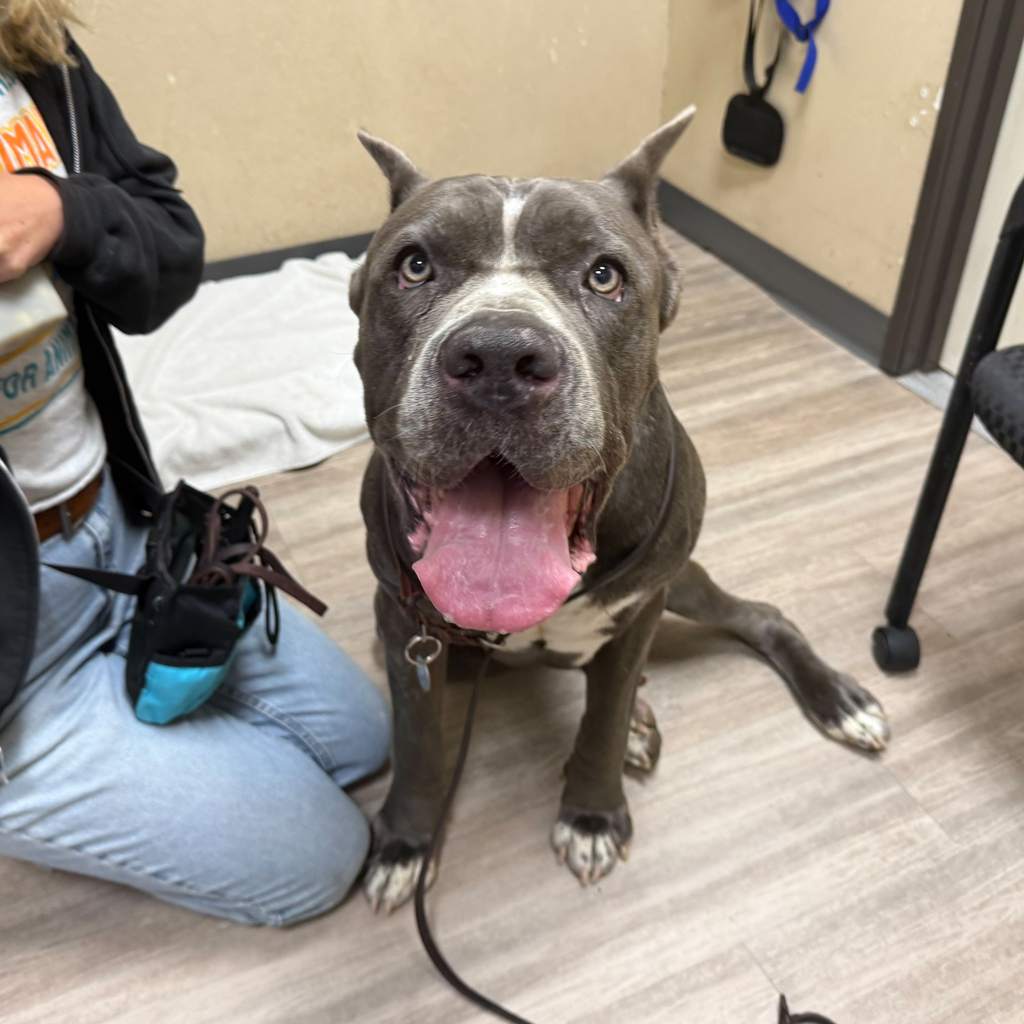 Shelter Stray Male Dog last seen Near Leon Street, Oceanside, CA, 92057, 5500 Gaines St, San Diego, CA 92110, USA