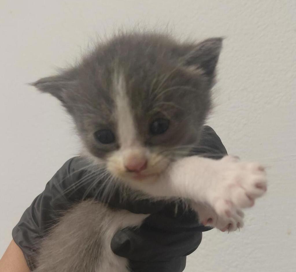 Shelter Stray Female Cat last seen San Diego, CA, 92154, 5500 Gaines St, San Diego, CA 92110, USA