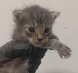 Shelter Stray Male Cat last seen San Diego, CA, 92154, 5500 Gaines St, San Diego, CA 92110, USA