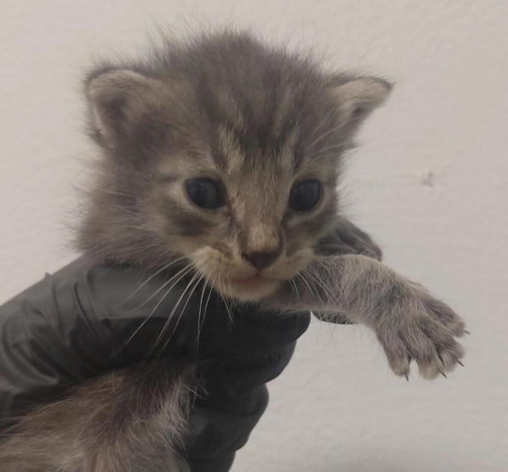 Shelter Stray Male Cat last seen San Diego, CA, 92154, 5500 Gaines St, San Diego, CA 92110, USA