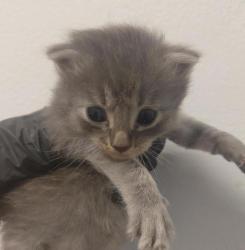Shelter Stray Male Cat last seen San Diego, CA, 92154, 5500 Gaines St, San Diego, CA 92110, USA