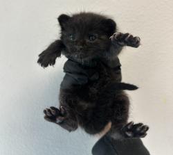 Shelter Stray Male Cat last seen Mira Mesa Boulevard, San Diego, CA, 92126, 5500 Gaines St, San Diego, CA 92110, USA
