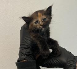 Shelter Stray Female Cat last seen Deep Dell Road, San Diego, CA, 92114, 5500 Gaines St, San Diego, CA 92110, USA
