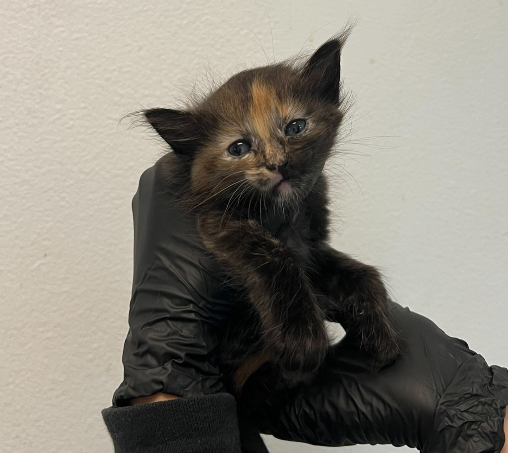 Shelter Stray Female Cat last seen Deep Dell Road, San Diego, CA, 92114, 5500 Gaines St, San Diego, CA 92110, USA