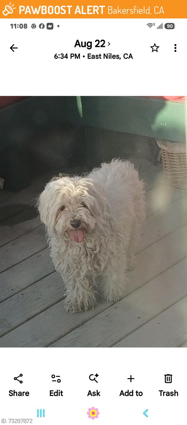 Found/Stray Female Dog last seen Fairfax Eucalyptus dr, Bakersfield, CA 93306