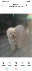 Found/Stray Female Dog last seen Fairfax Eucalyptus dr, Bakersfield, CA 93306