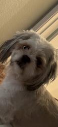 Reunited Female Dog last seen Shaver and Spencer, Pasadena, TX 77502