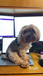 Reunited Male Dog last seen Near 2nd Ave, Maywood, IL 60153