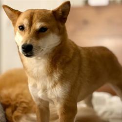 Lost Female Dog last seen Wilkins near Holiday Lake, Sanford, NC 27330