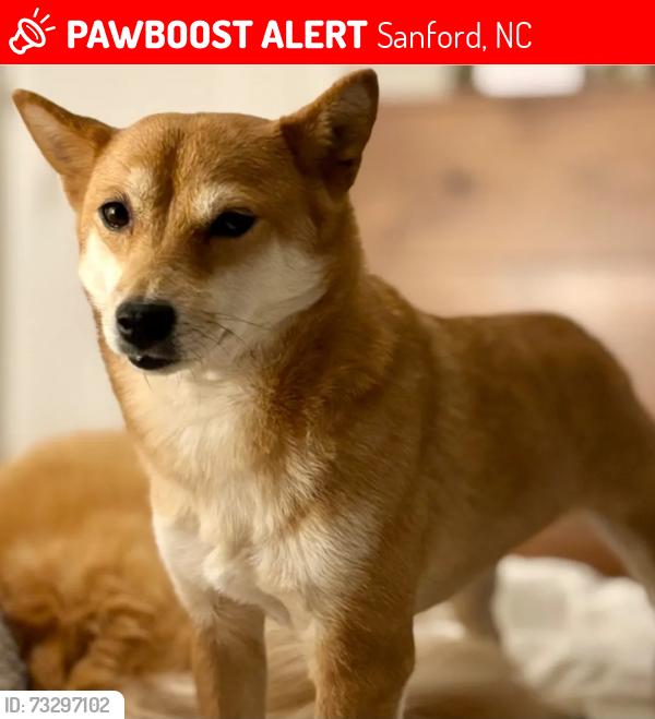 Lost Female Dog last seen Wilkins near Holiday Lake, Sanford, NC 27330