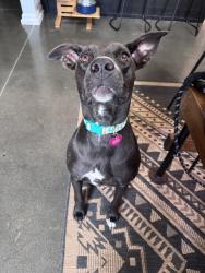 Reunited Female Dog last seen Pistol Club Rd, South Carolina 29640, USA, Pickens County, SC 29640