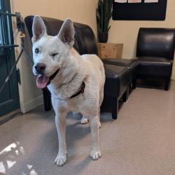Shelter Stray Female Dog last seen , 361 S Raymond Ave, Pasadena, CA 91105, USA