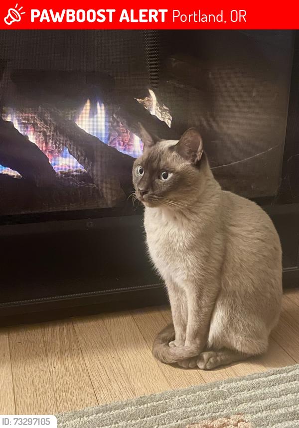 Lost Male Cat last seen SW Texas / Chestnut and SW 12th Ave, Portland, OR 97219