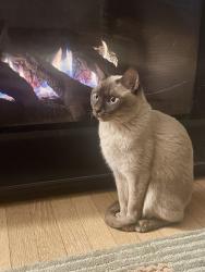 Lost Male Cat last seen SW Texas / Chestnut and SW 12th Ave, Portland, OR 97219