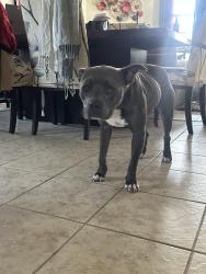 Reunited Female Dog last seen Paloma creek, Little Elm, TX 75068