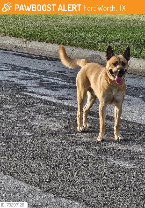 Found/Stray Male Dog last seen Near Whitfield Ave 76109, Fort Worth, TX 76109
