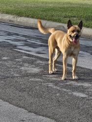 Found/Stray Male Dog last seen Near Whitfield Ave 76109, Fort Worth, TX 76109