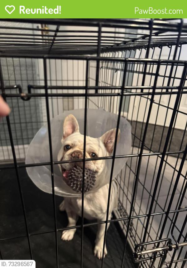 Reunited Male Dog last seen Matmor/Gibson, Woodland, CA 95776