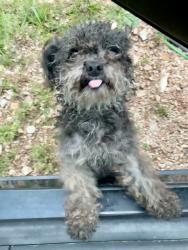 Lost Male Dog last seen 71st and Garnett- near Chick-fil-A, Tulsa, OK 74133