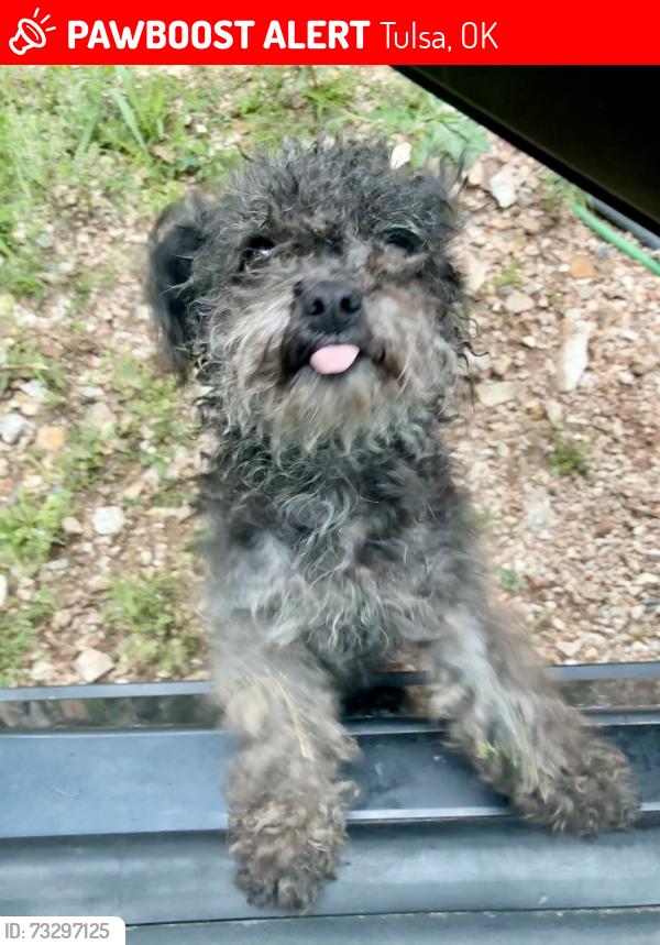 Lost Male Dog last seen 71st and Garnett- near Chick-fil-A, Tulsa, OK 74133