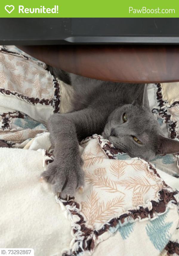 Reunited Female Cat last seen Murray and Long, Bethel Park, PA 15102